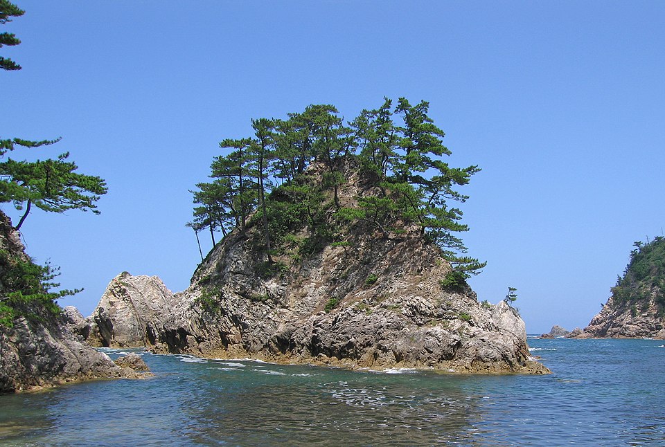 Pinus thunbergii