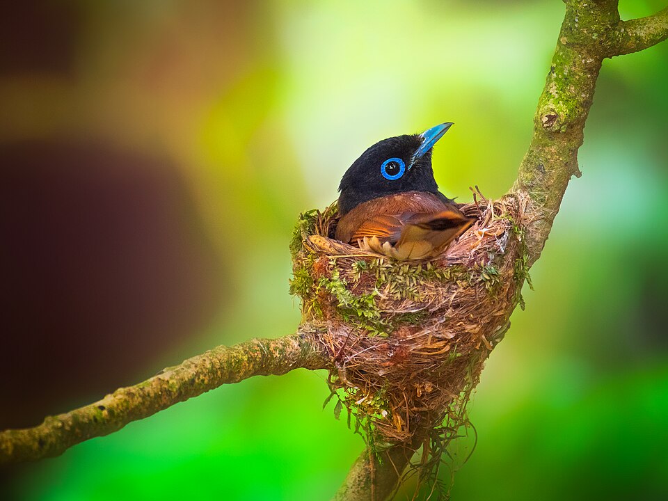 Japanese Paradise Flycatcher - Shizuoka State Symbol