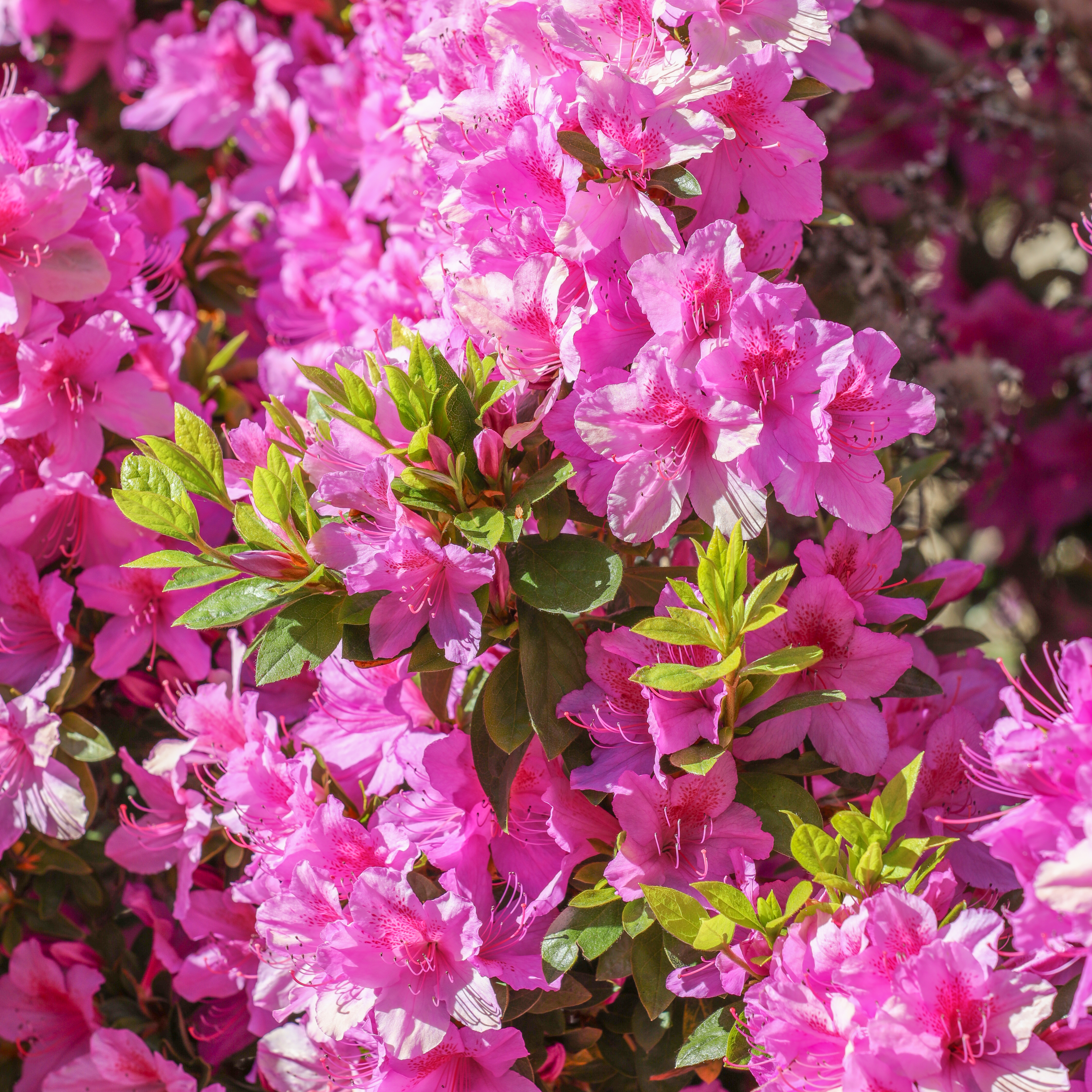 Rhododendron - Shizuoka State Symbol