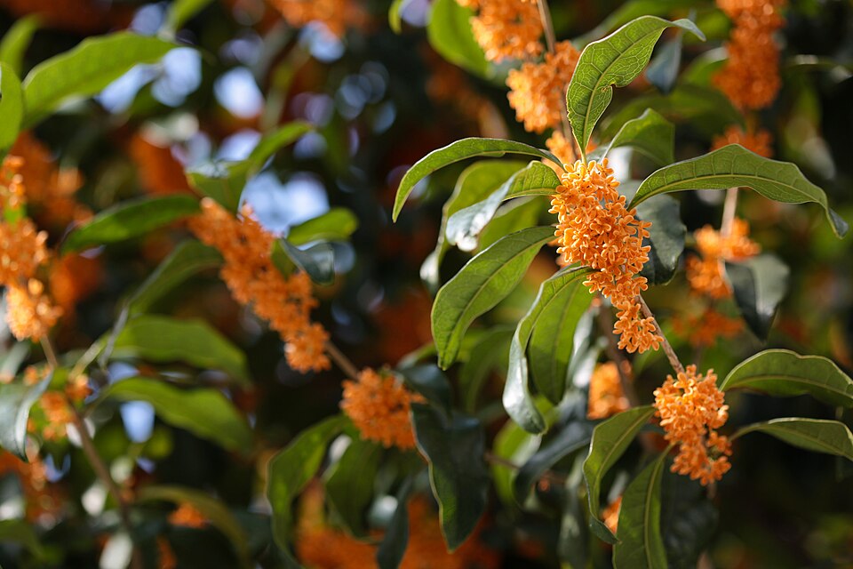 Osmanthus fragrans - Shizuoka State Symbol