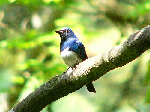 Blue-and-white Flycatcher - Tochigi State Symbol