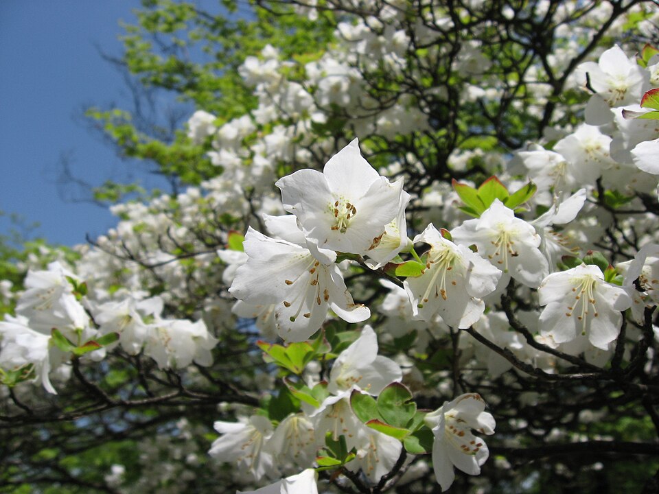 Albrecht's azalea - Tochigi State Symbol