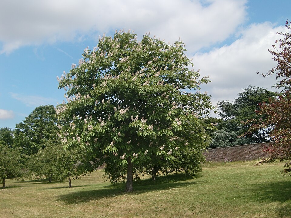 Tree - Tochigi State Symbol