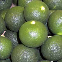 Citrus sudachi - Tokushima State Symbol