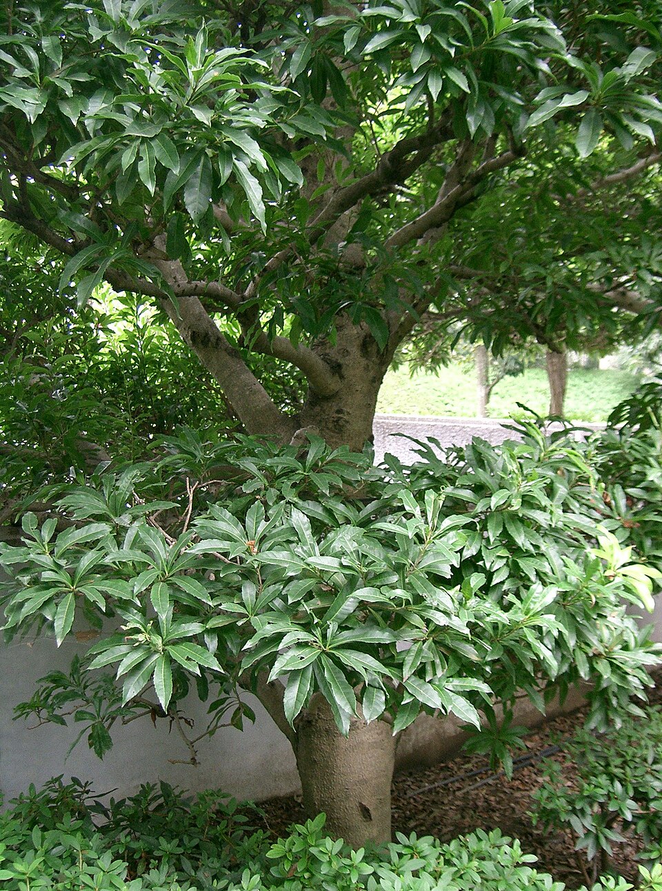 Myrica rubra - Tokushima State Symbol