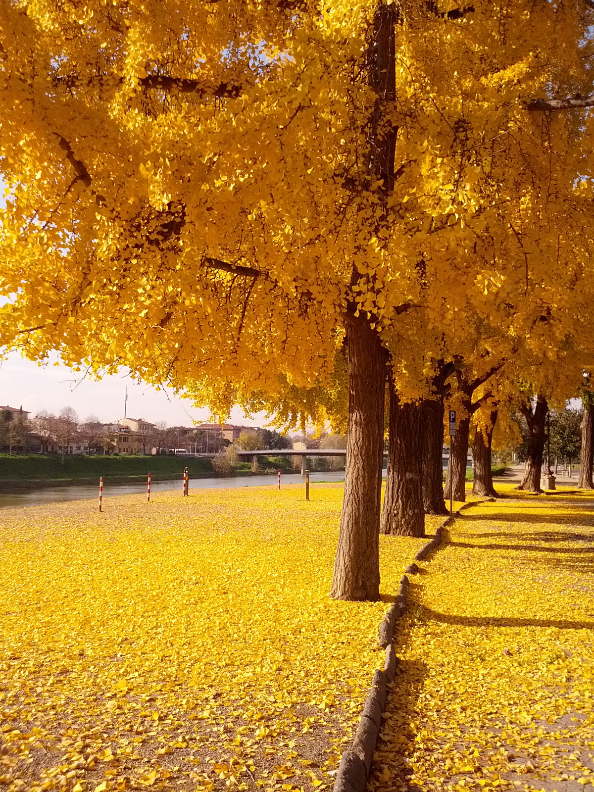 Ginkgo biloba