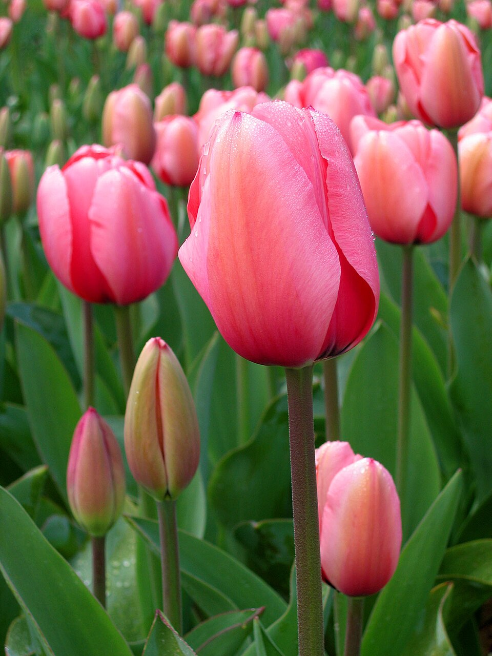 Tulipa - Toyama State Symbol