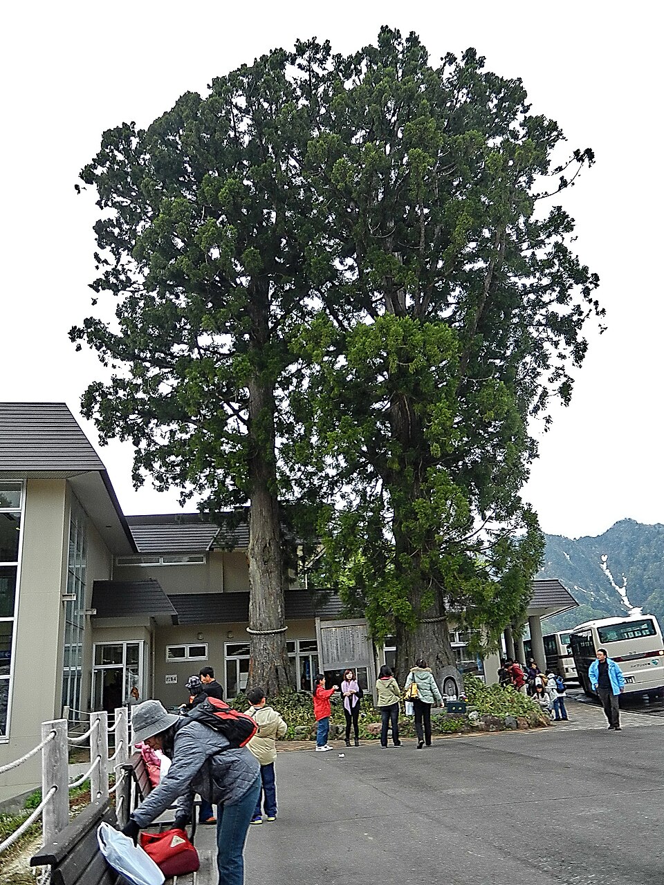 Tateyama cedar - Toyama State Symbol