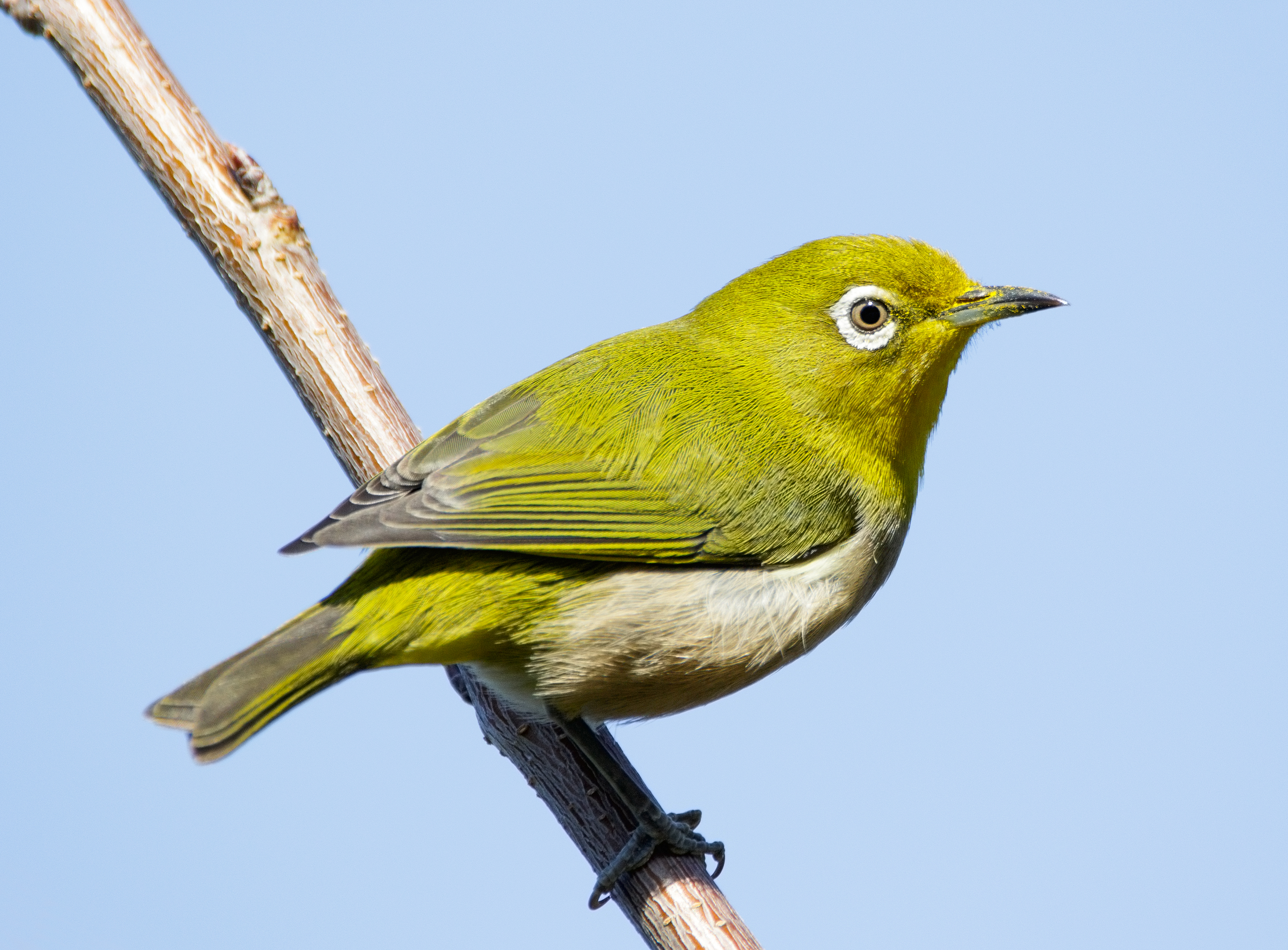 Warbling white-eye - Wakayama State Symbol