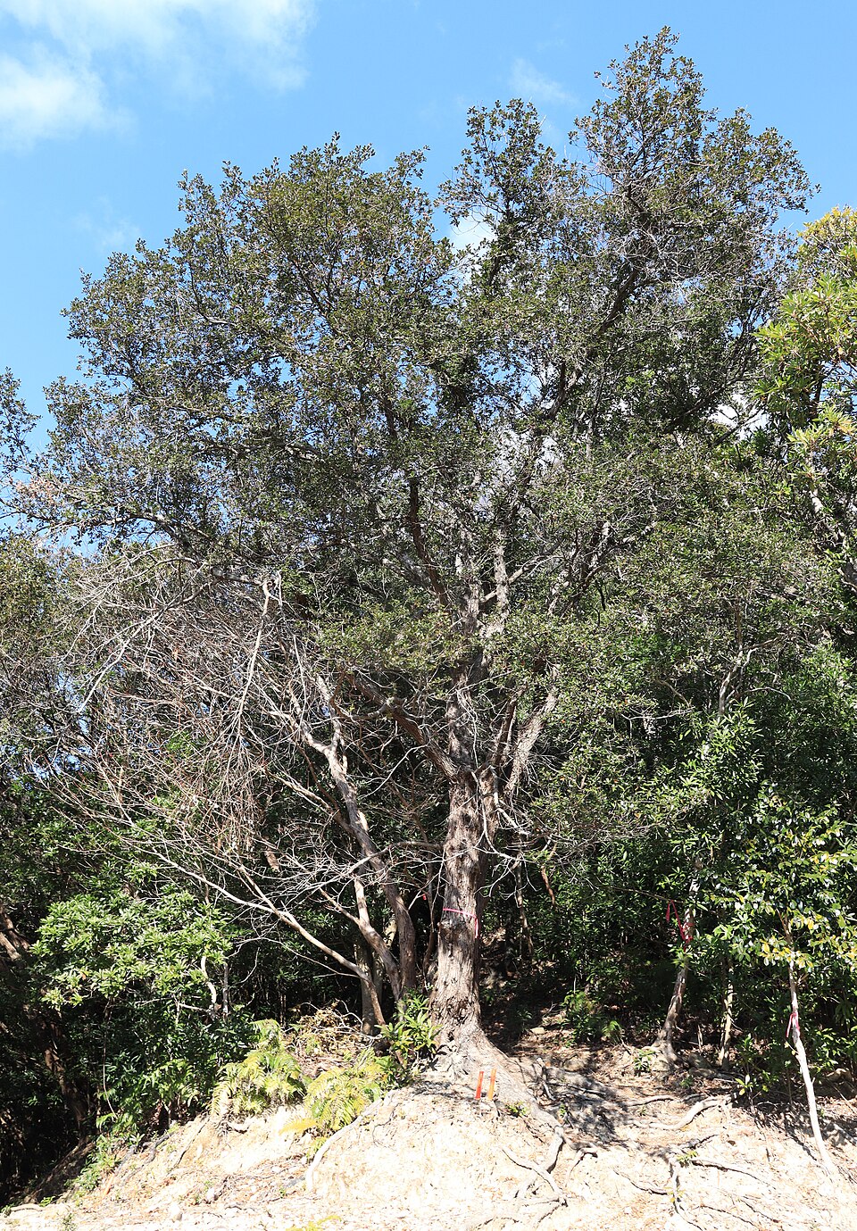 Quercus phillyraeoides - Wakayama State Symbol