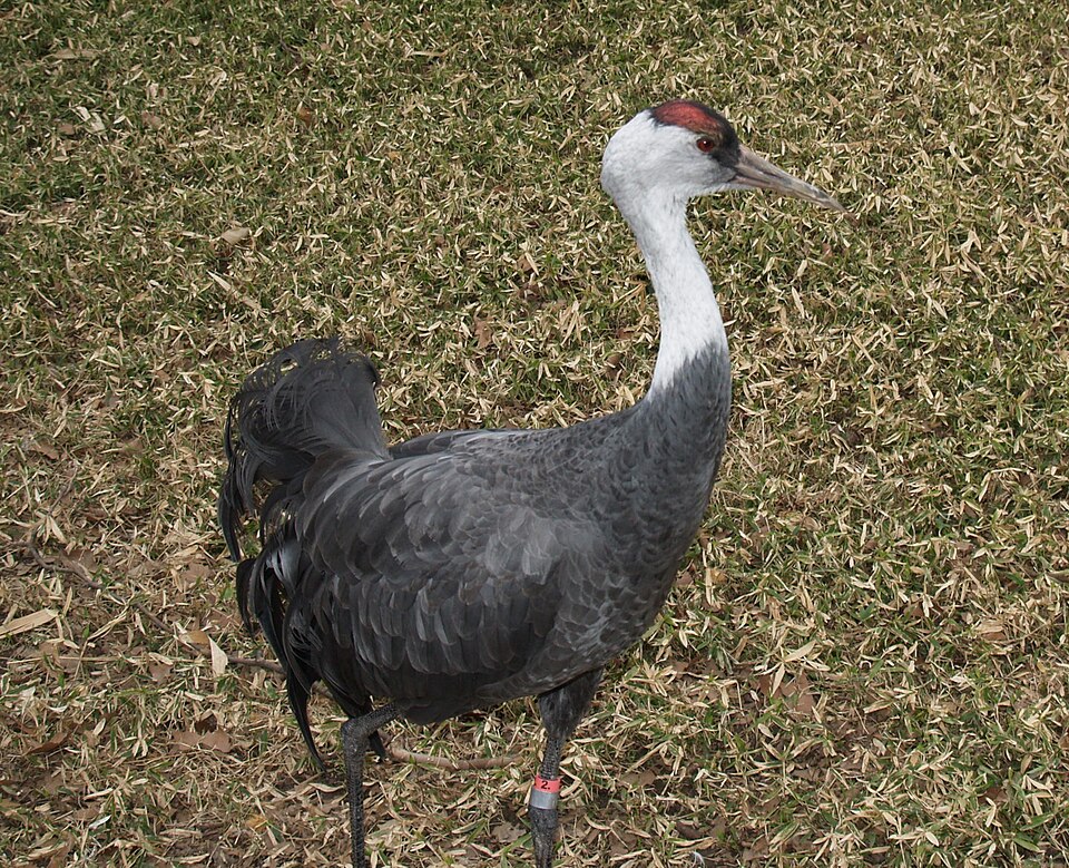 Hooded Crane - Yamaguchi State Symbol