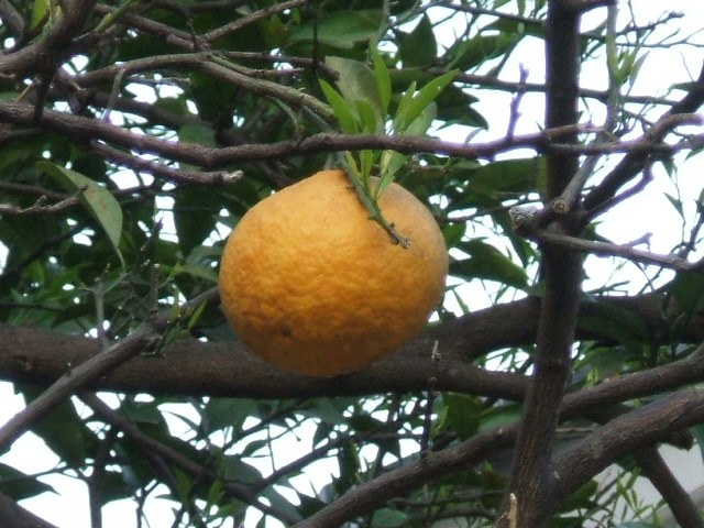 Citrus natsudaidai - Yamaguchi State Symbol