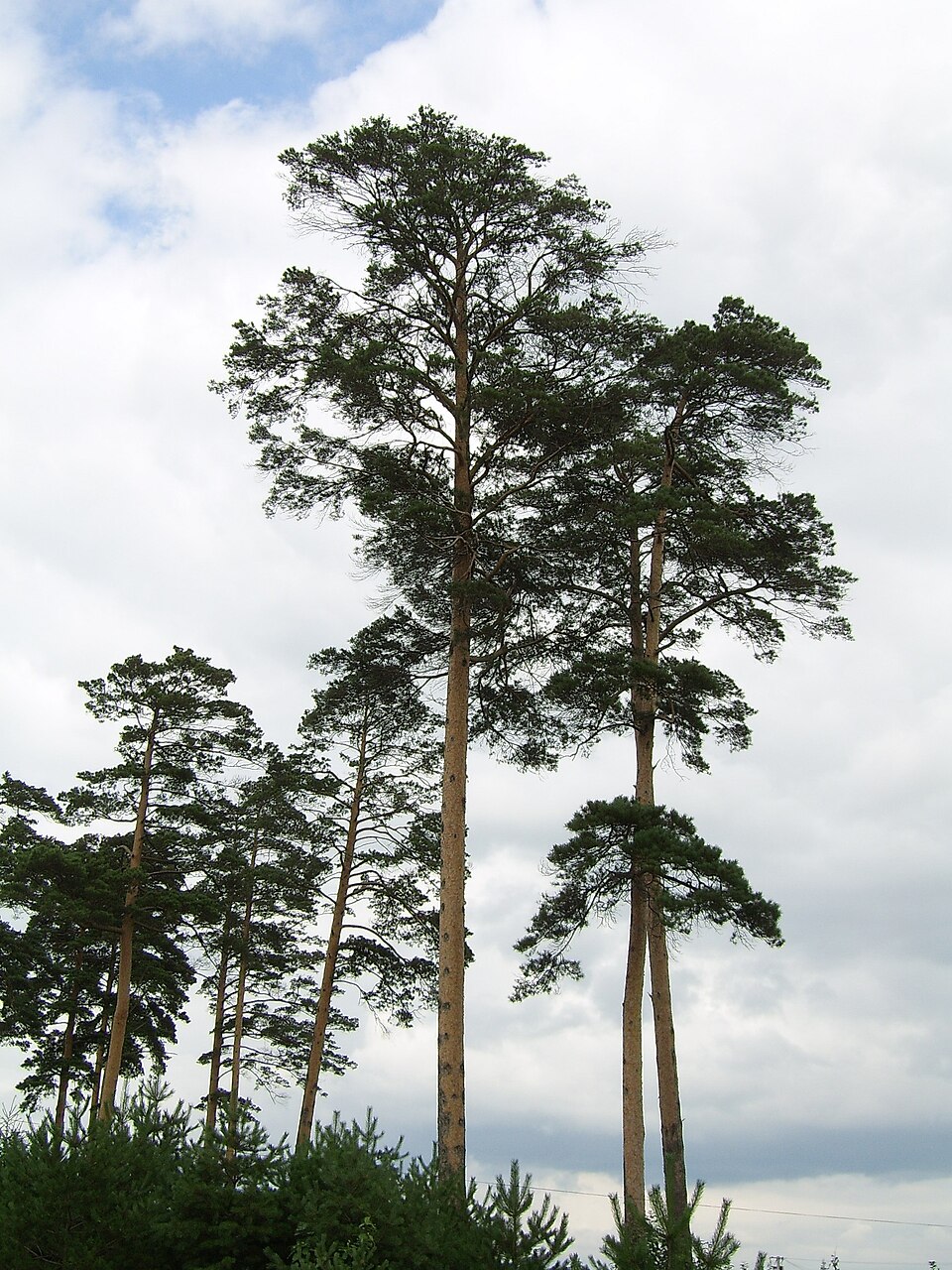 Pinus densiflora - Yamaguchi State Symbol