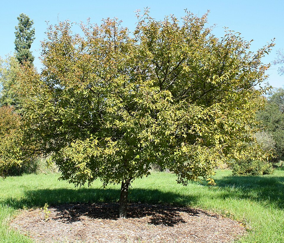 Prunus incisa - Yamanashi State Symbol