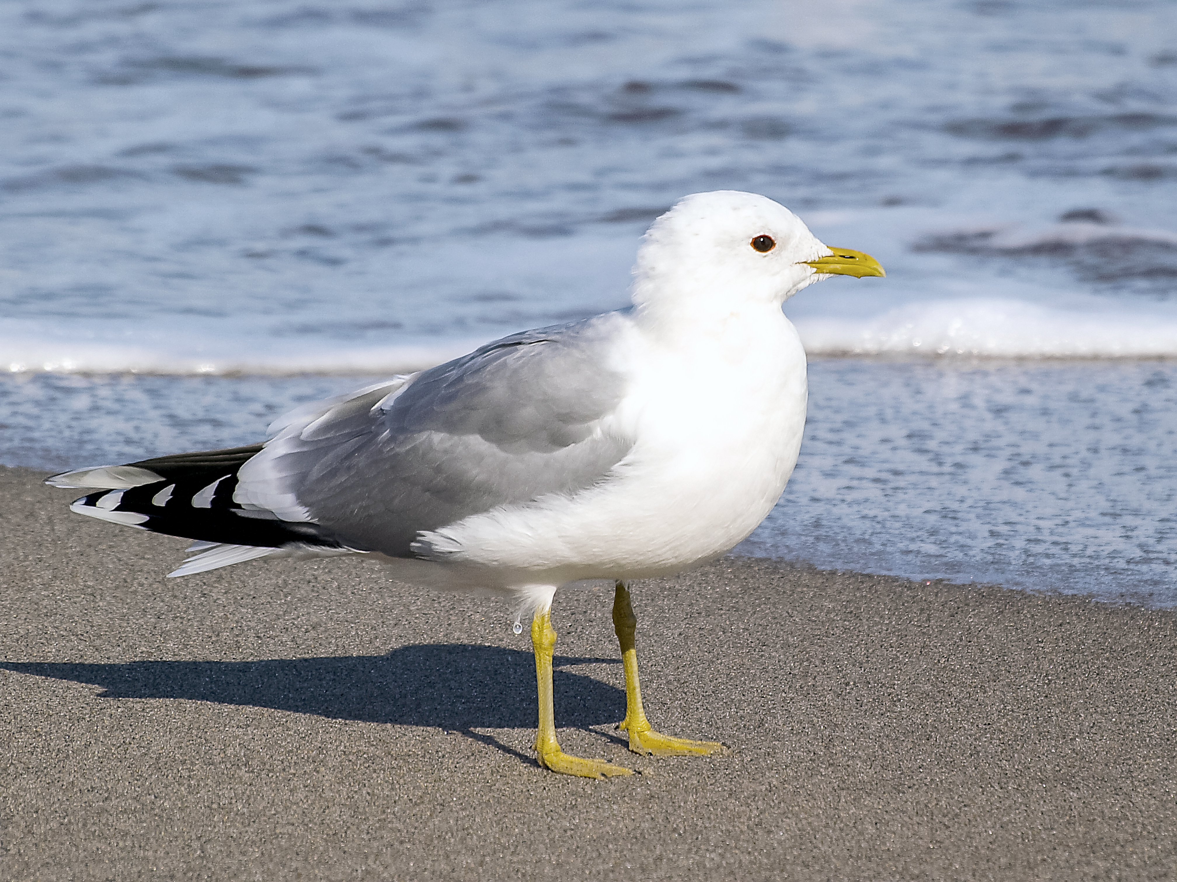 Common Gull - Busan State Symbol