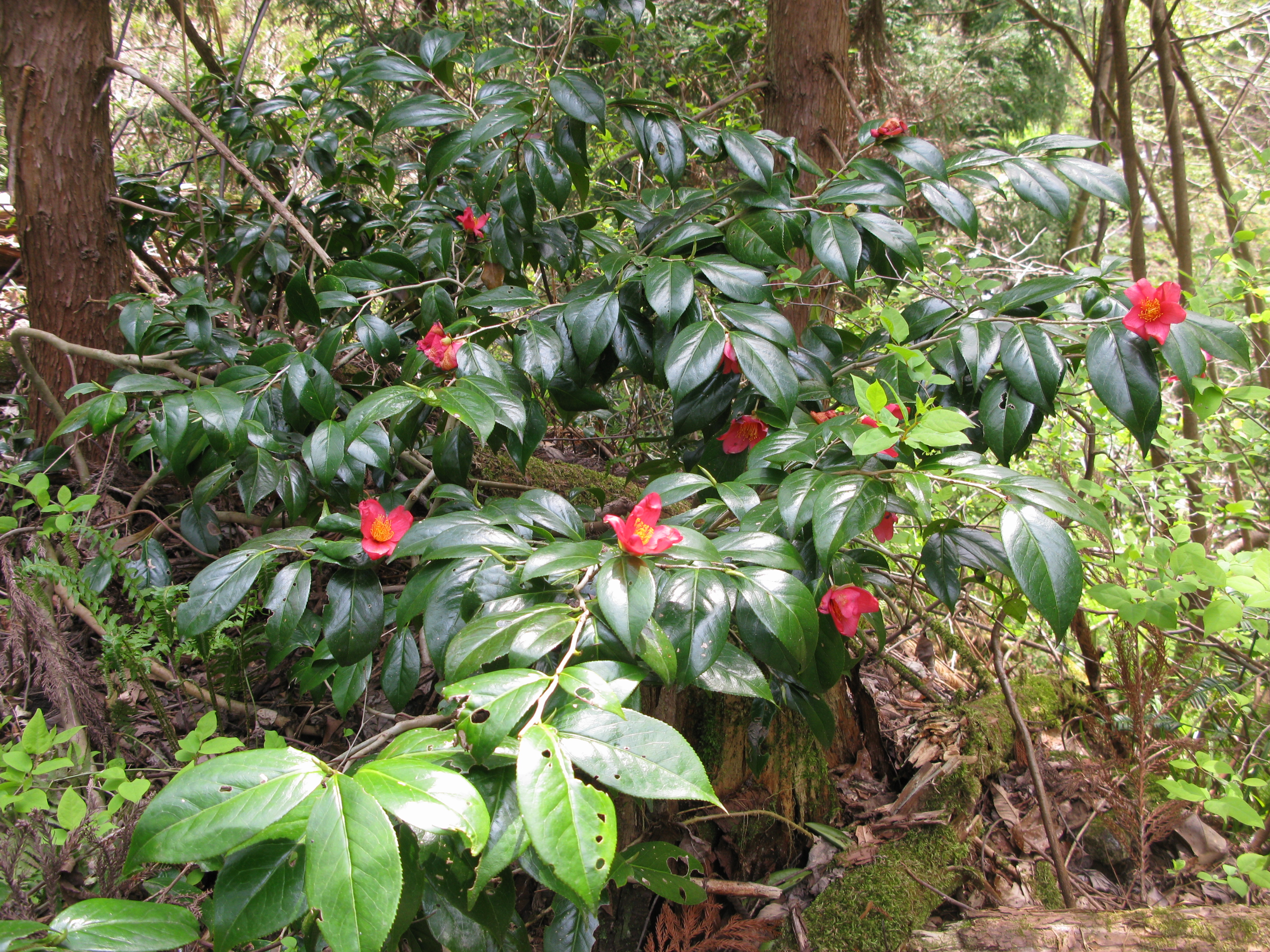 Camellia japonica - Busan State Symbol