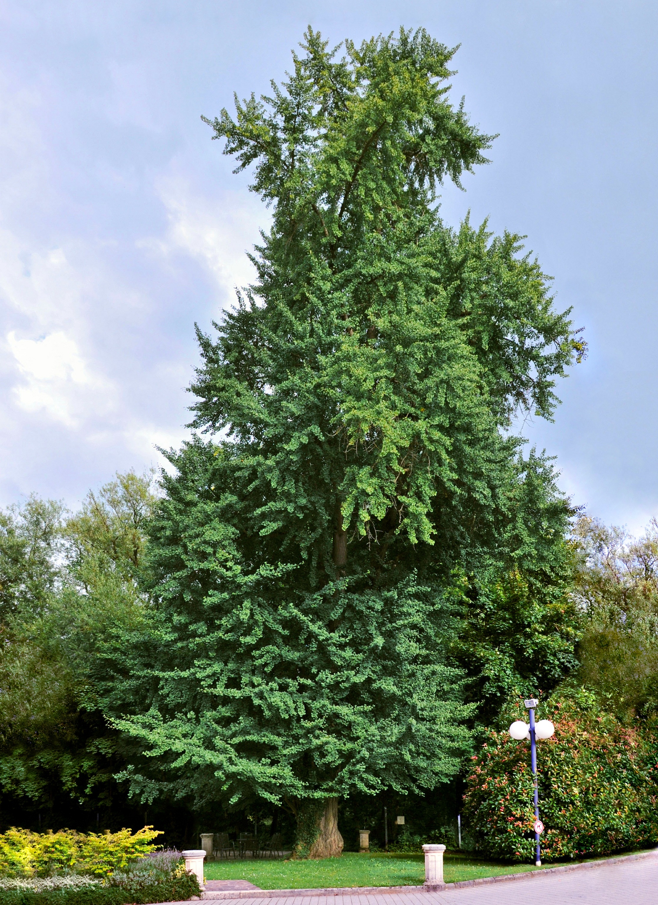 Ginkgo biloba - Gwangju State Symbol