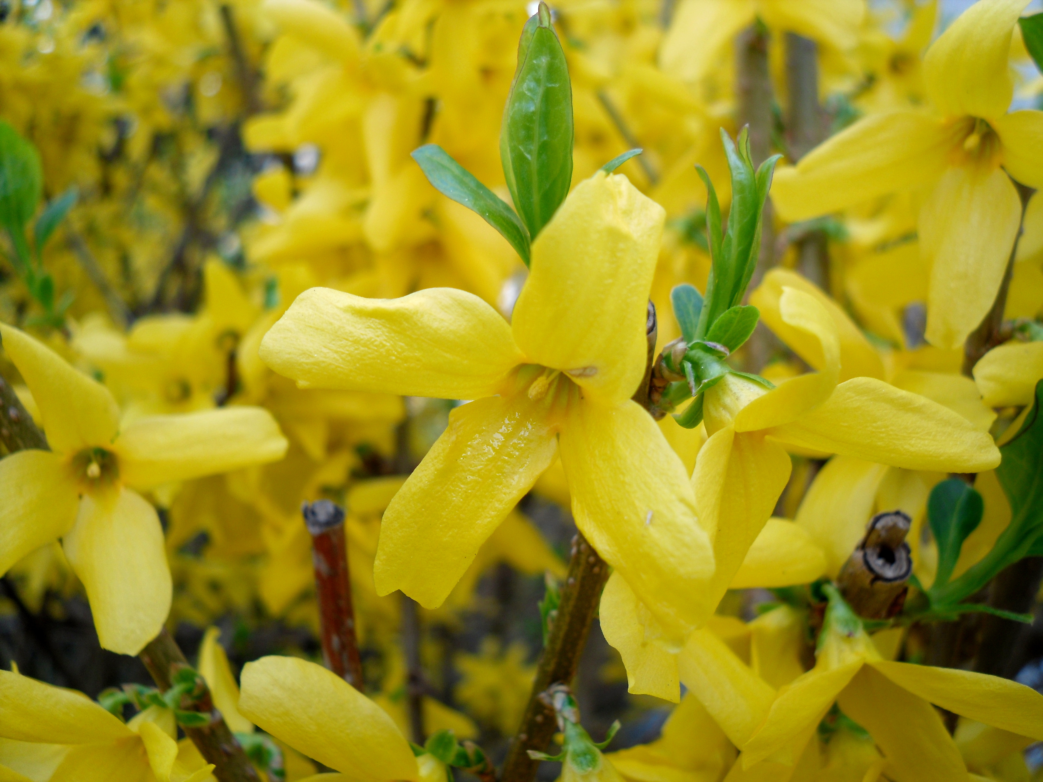 Forsythia - Seoul State Symbol