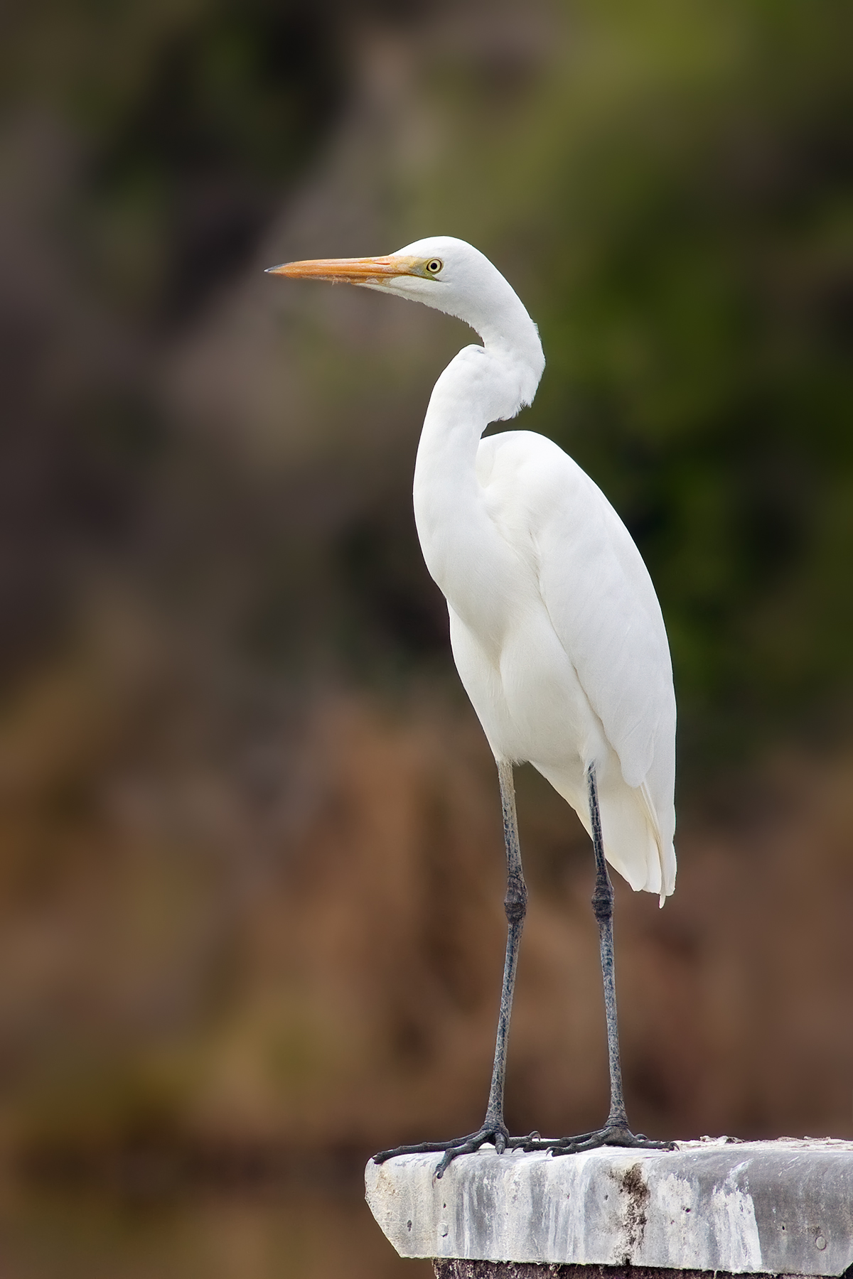 Egret - Ulsan State Symbol