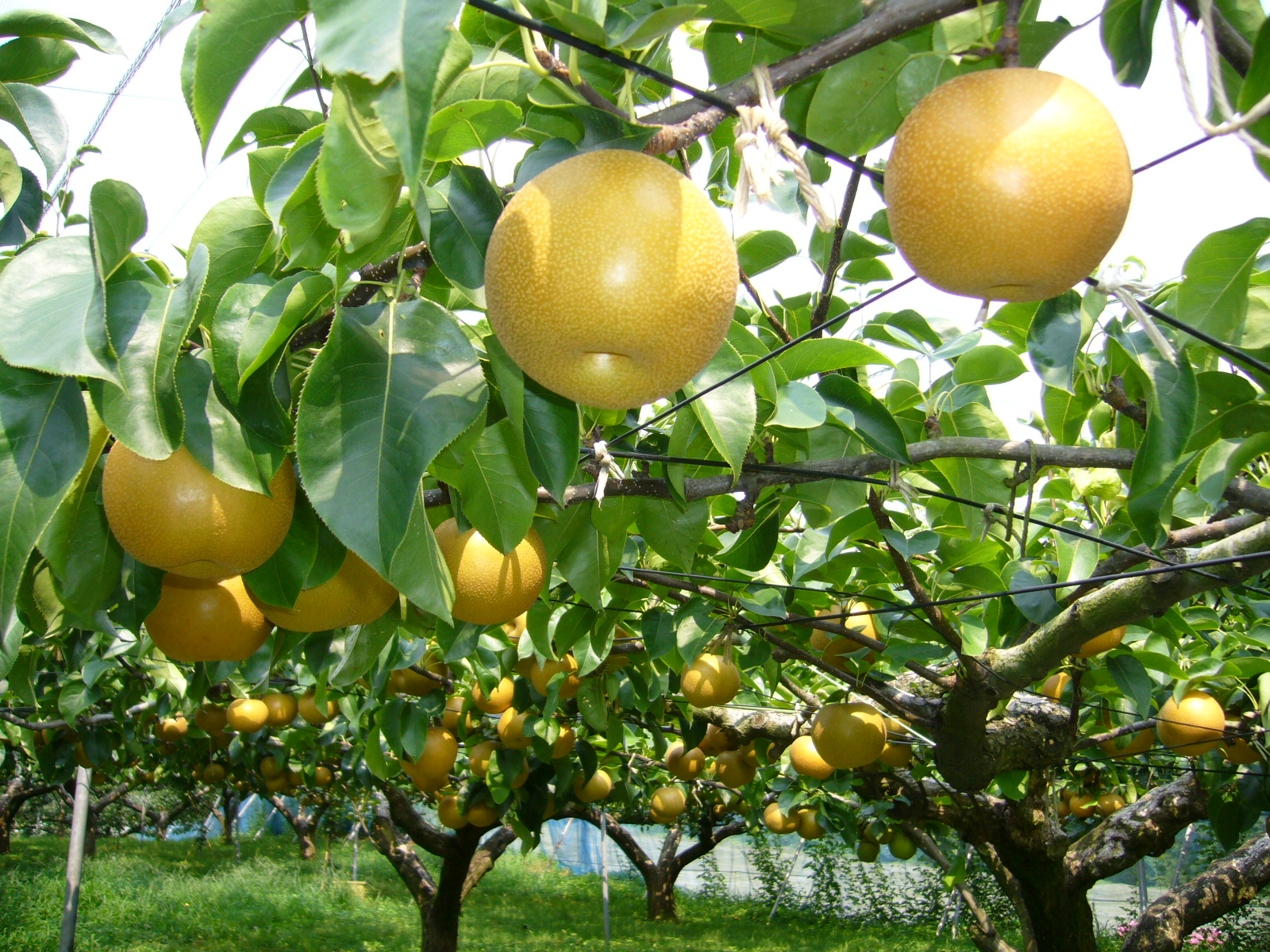 Pyrus pyrifolia var. culta - Ulsan State Symbol