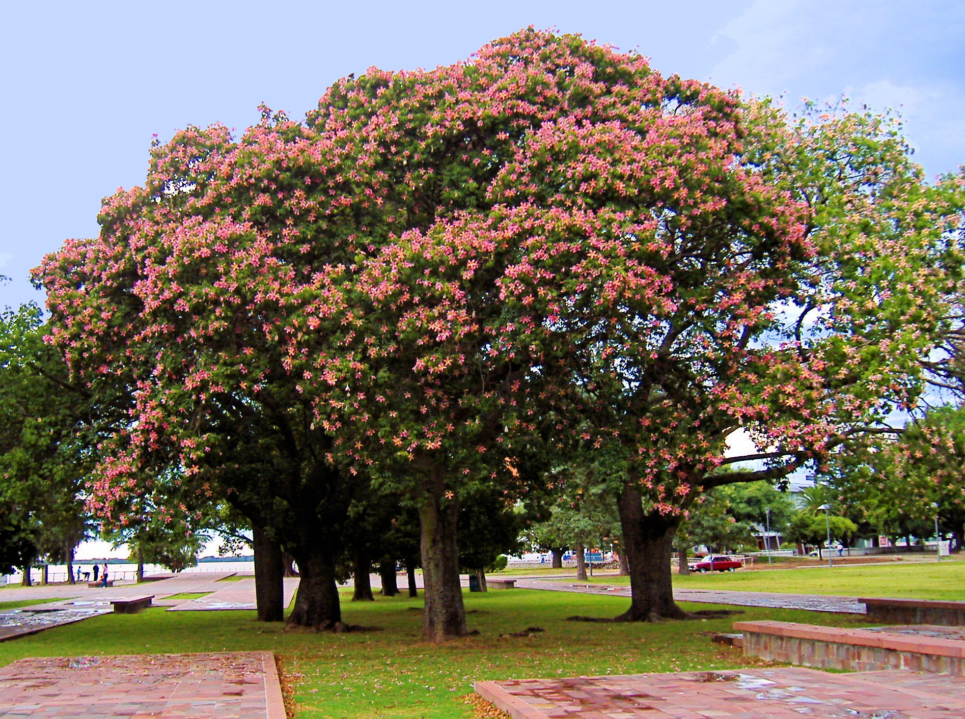 Ceiba speciosa - Takao State Symbol