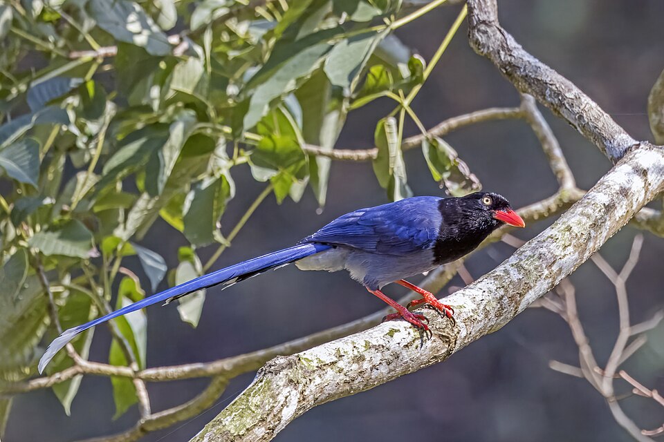Taiwan Blue Magpie - Taipei State Symbol