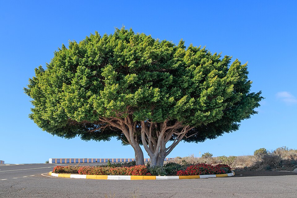 Ficus microcarpa - Taipei State Symbol