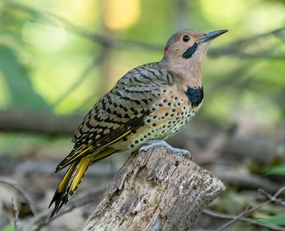 Northern Flicker - Alabama State Symbol