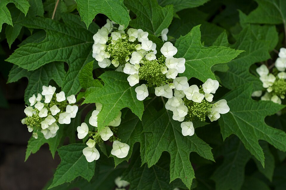 Hydrangea quercifolia - Alabama State Symbol