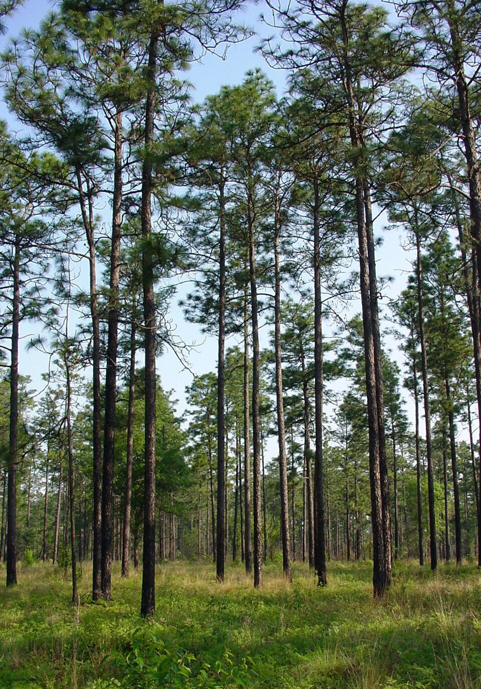 Pinus palustris - Alabama State Symbol