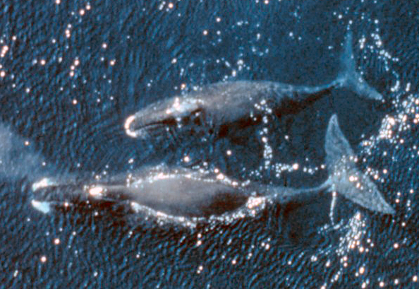Bowhead whale - Alaska State Symbol