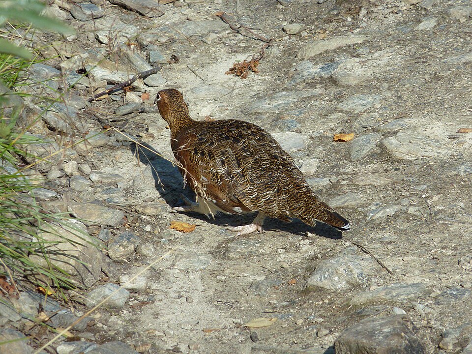 Willow Grouse - Alaska State Symbol