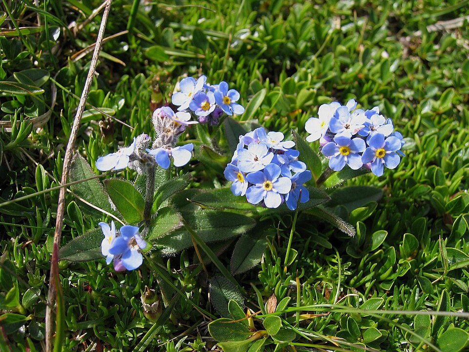 Myosotis alpestris - Alaska State Symbol