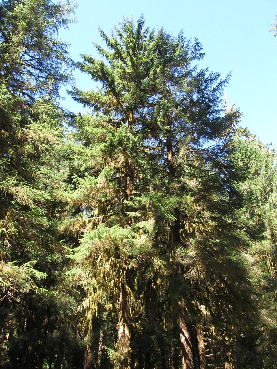 Picea sitchensis - Alaska State Symbol