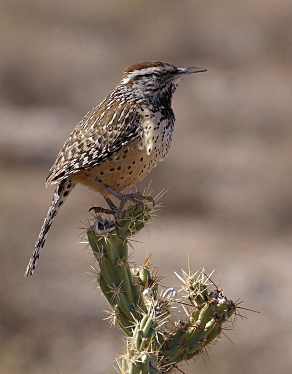 Cactus Wren - Arizona State Symbol