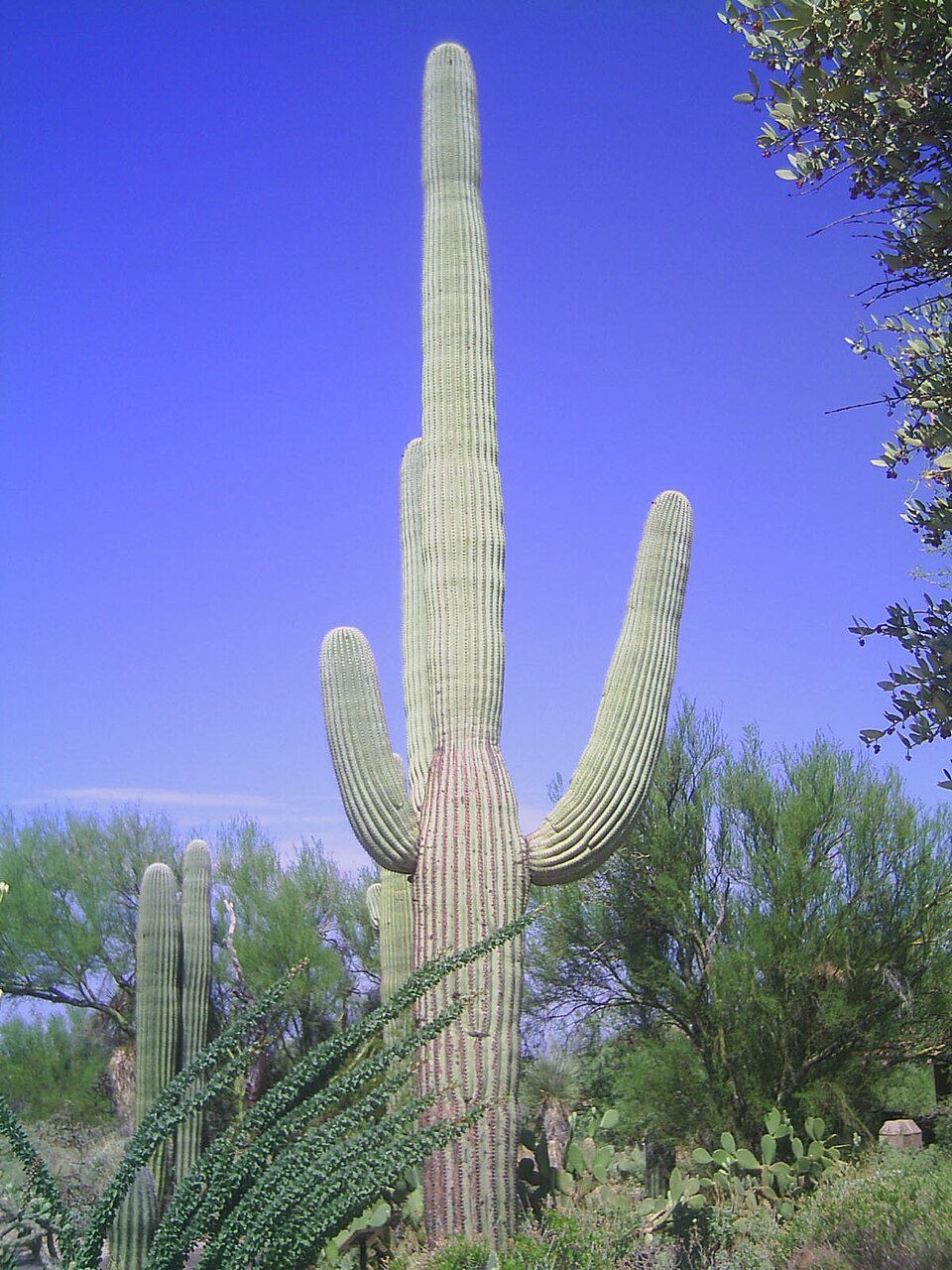 Carnegiea gigantea - Arizona State Symbol