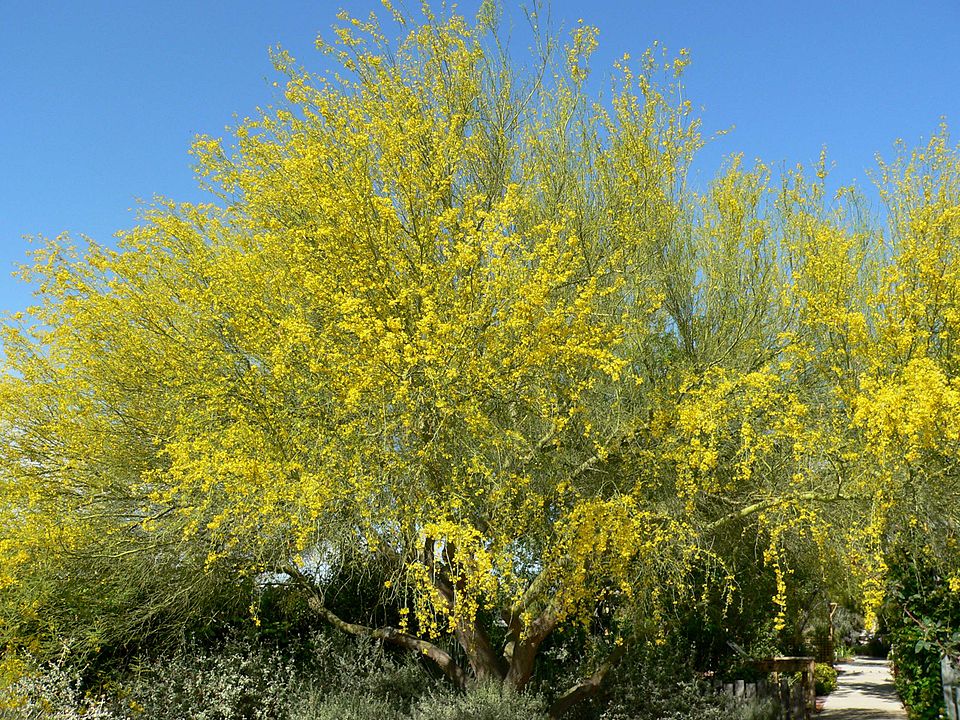 Parkinsonia florida - Arizona State Symbol