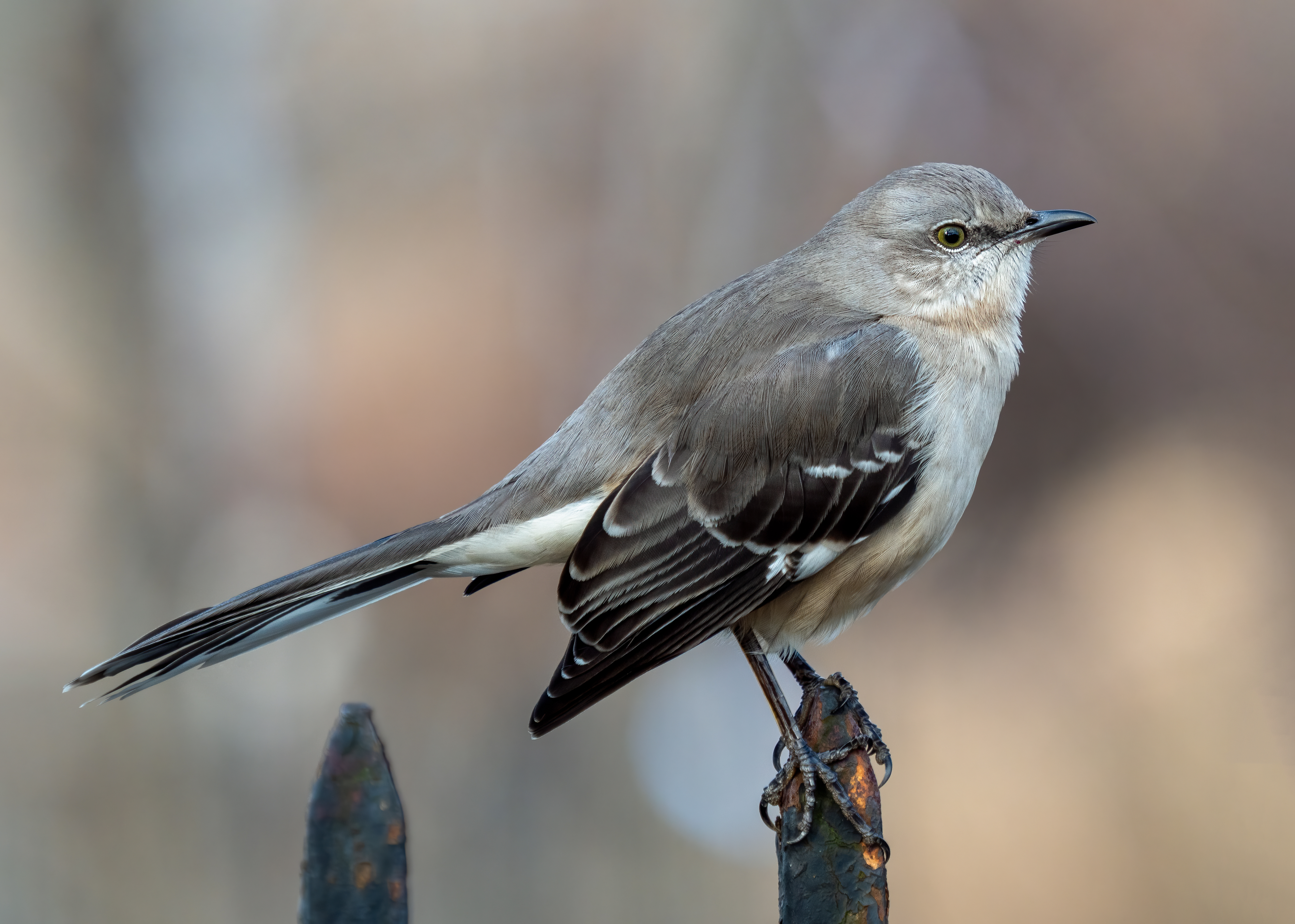 Mimus polyglottos - Arkansas State Symbol