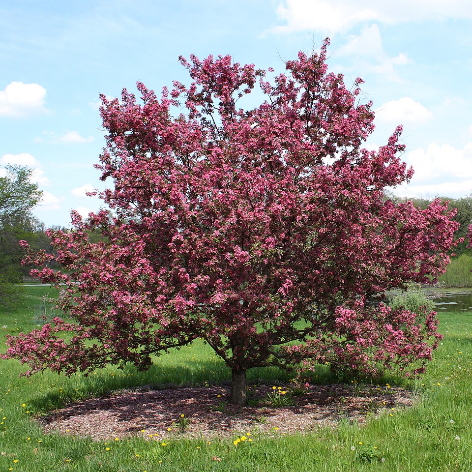 Malus - Arkansas State Symbol