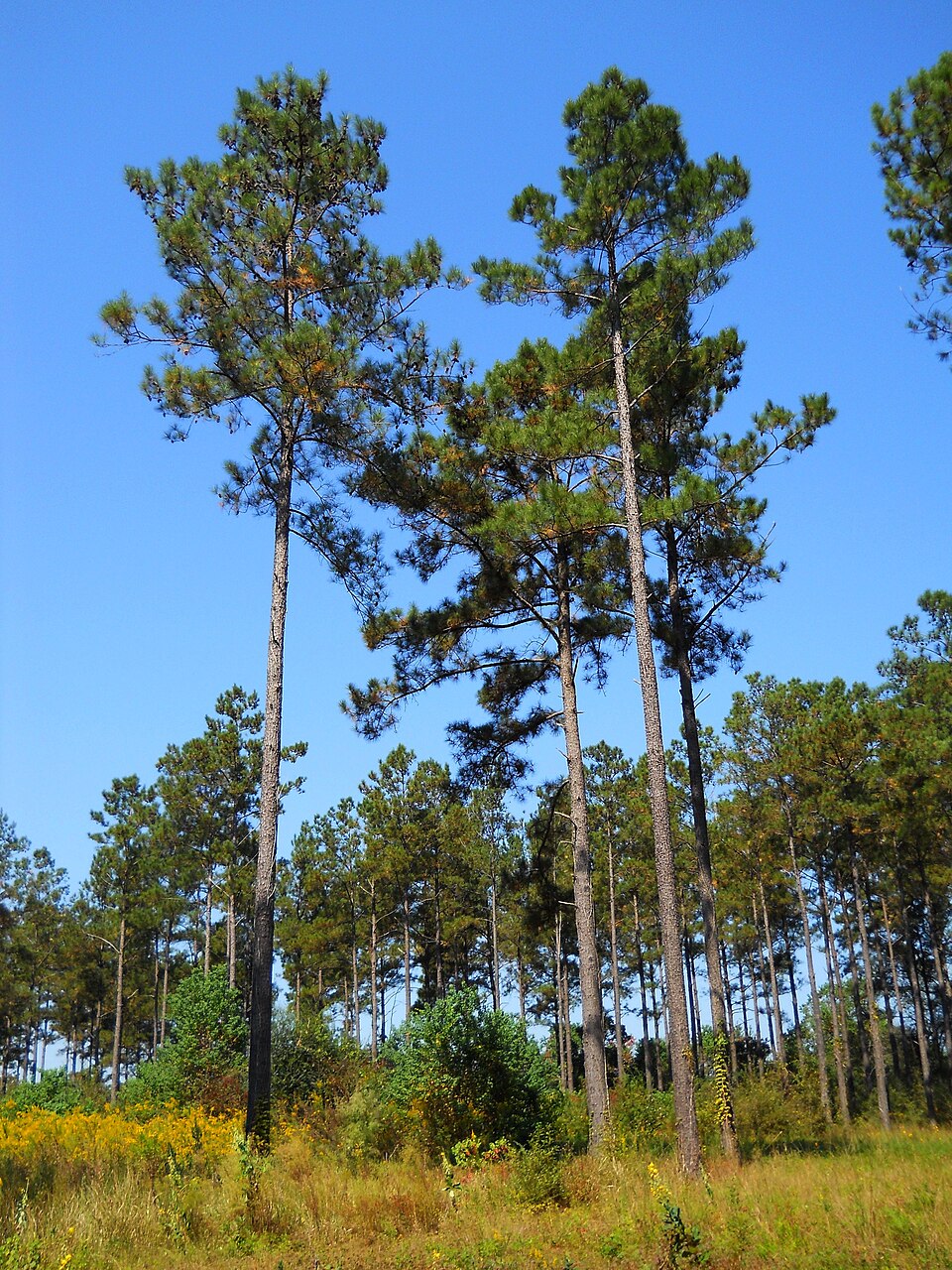 Pinus taeda - Arkansas State Symbol