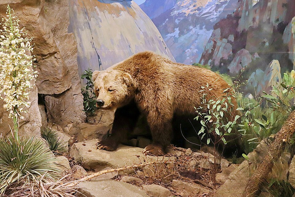 California grizzly bear - California State Symbol