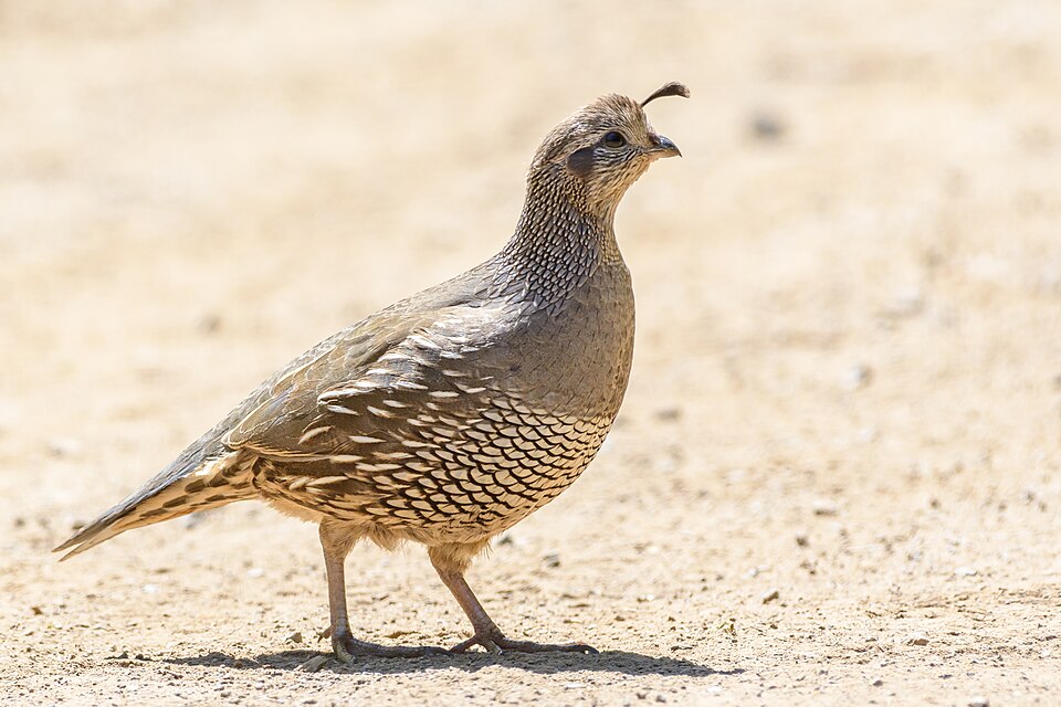 California Quail - California State Symbol