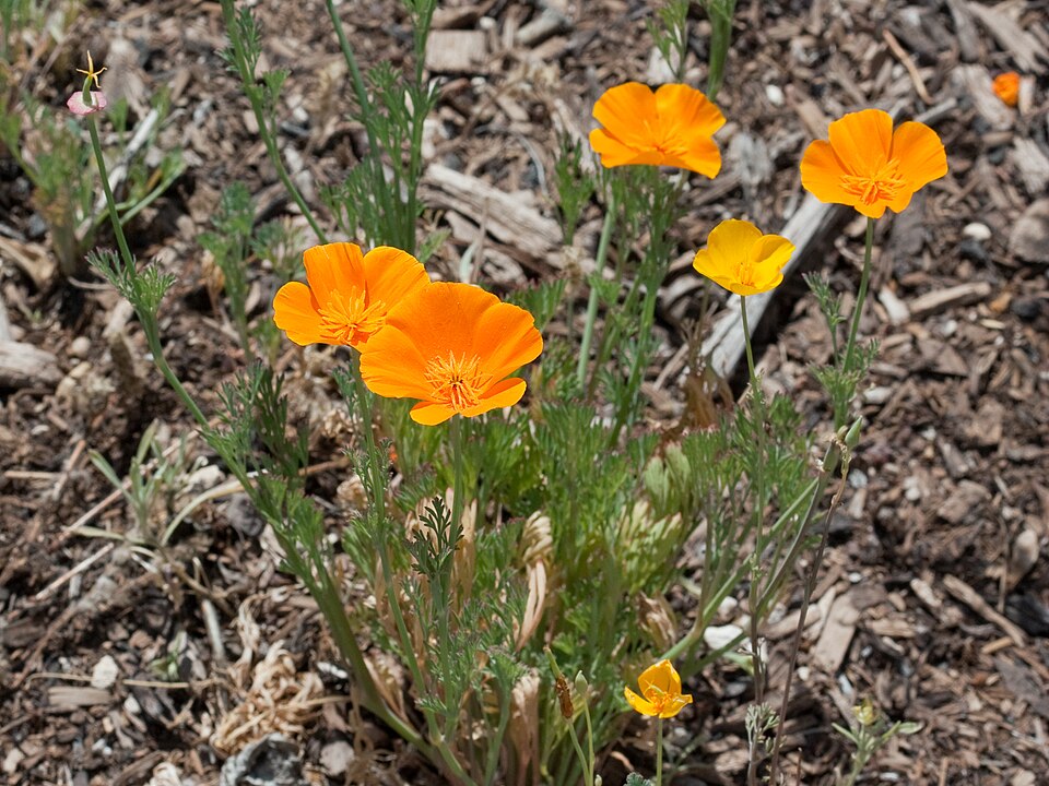 California poppy - California State Symbol