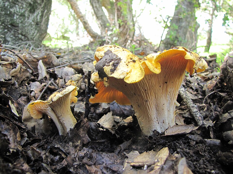 Cantharellus californicus
