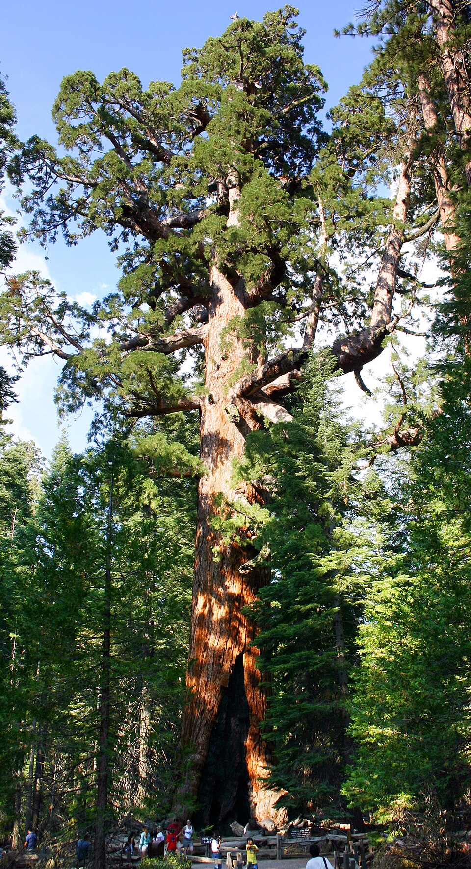 Giant sequoia - California State Symbol