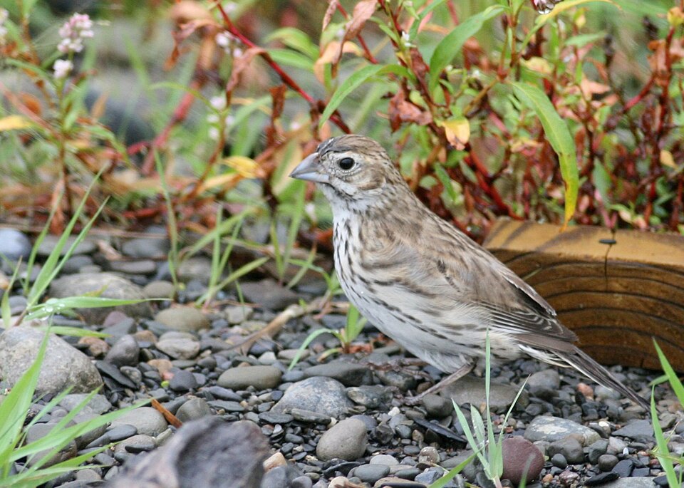 Lark Bunting - Colorado State Symbol