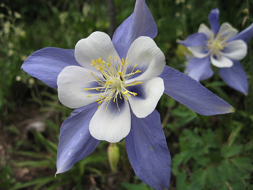 Aquilegia coerulea - Colorado State Symbol