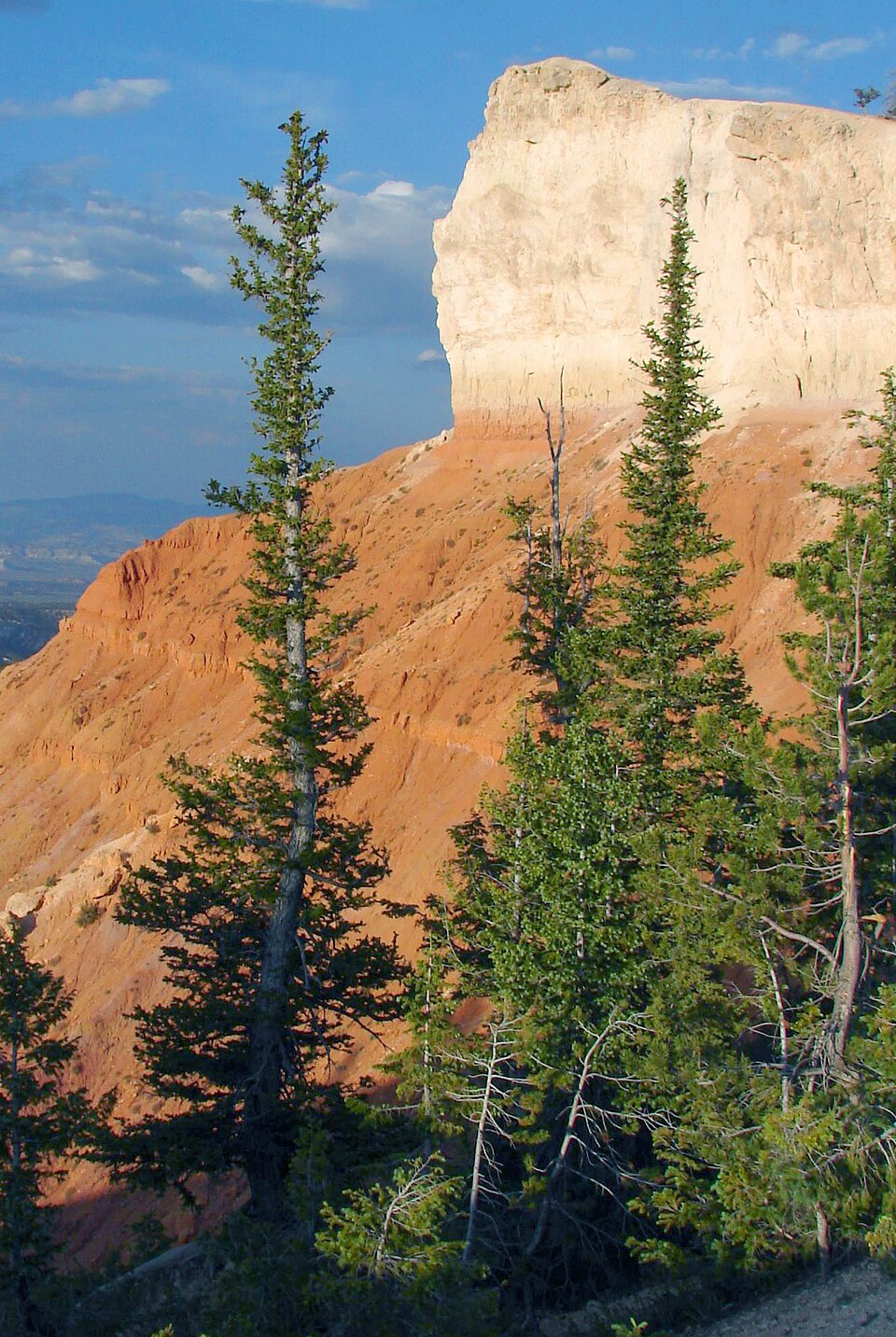 Picea pungens - Colorado State Symbol