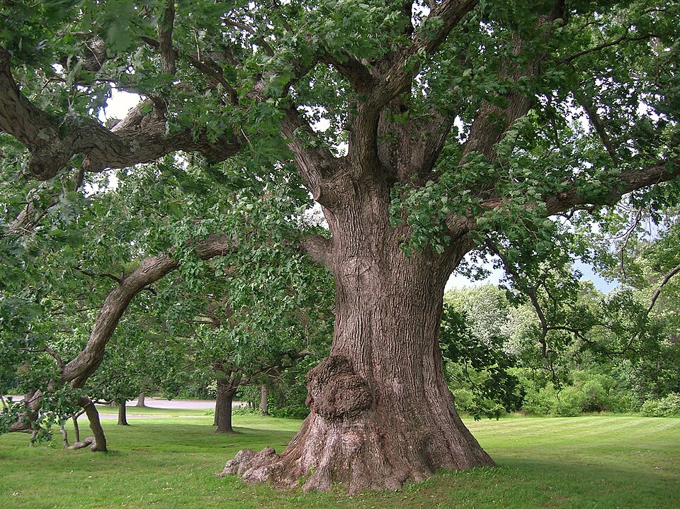 White oak - Connecticut State Symbol