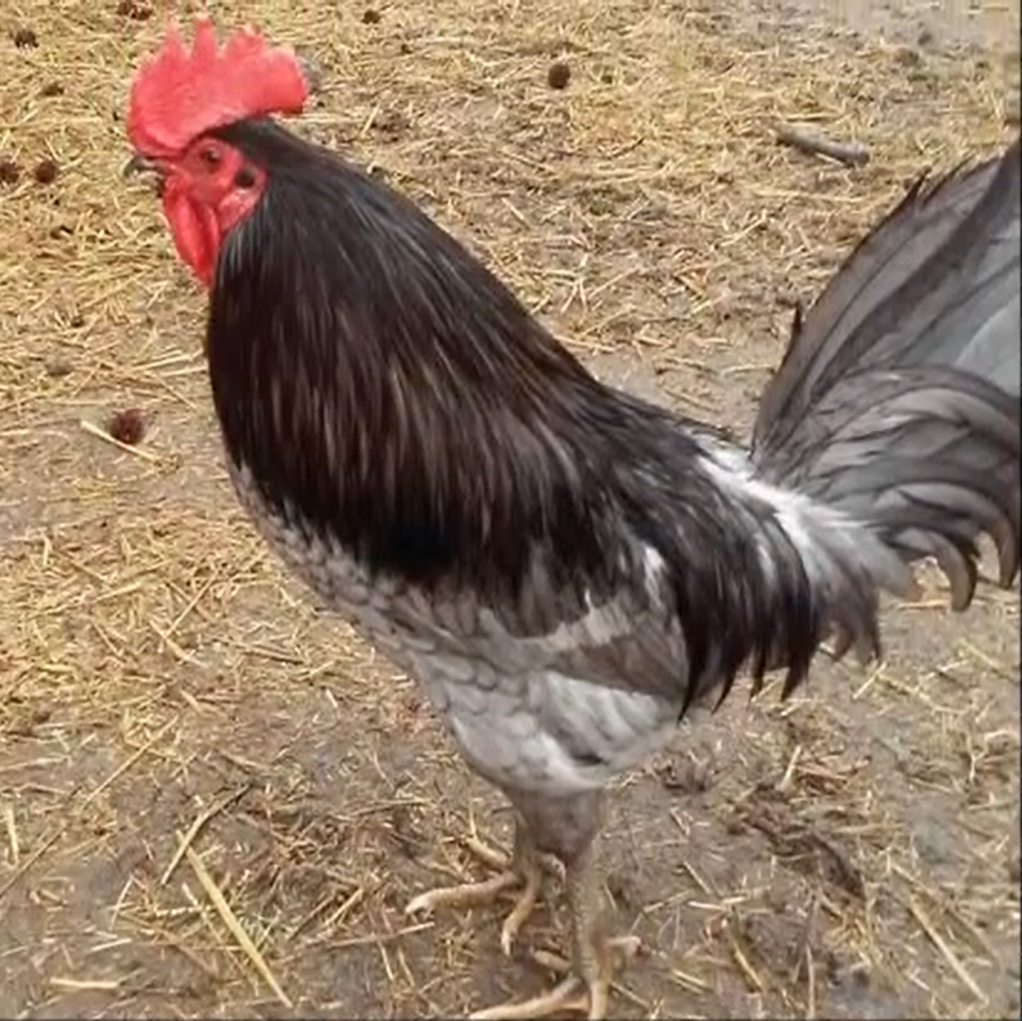 Blue Hen Chicken - Delaware State Symbol